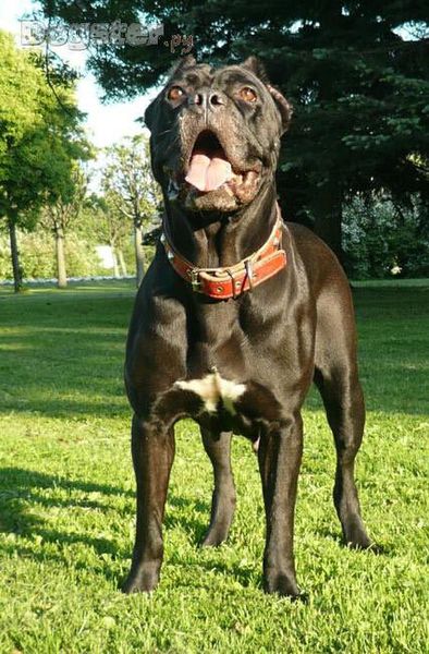 Кане корсо (корсиканская собака) Кане корсо (корсиканская собака)