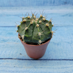 Gymnocalycium Friedrichii (Гимнокалициум)