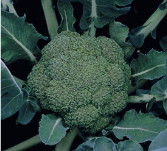 Монтоп F1 семена капусты брокколи (Syngenta / Сингента) продукт – фото 3