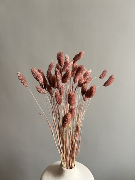 Фаларис чайная роза