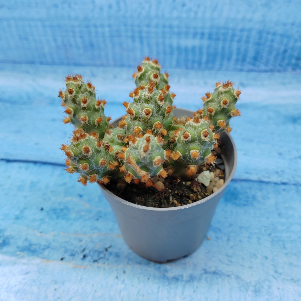 Tephrocactus Molinensis Red Glochids (Тефрокактус)