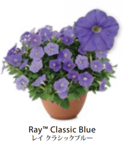 ЕВРО Petunia Ray Classic Blue укорененный черенок середина декабря 25