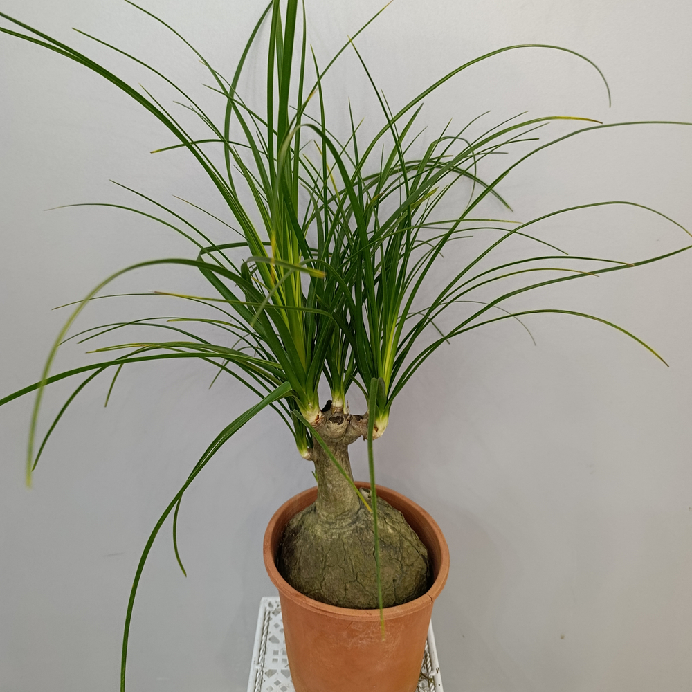 Нолина Спутник