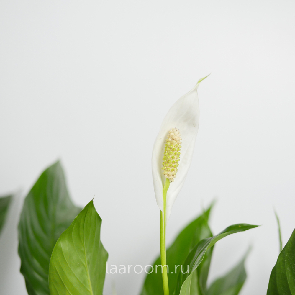 Спатифиллум Бинго Купидо 19/80