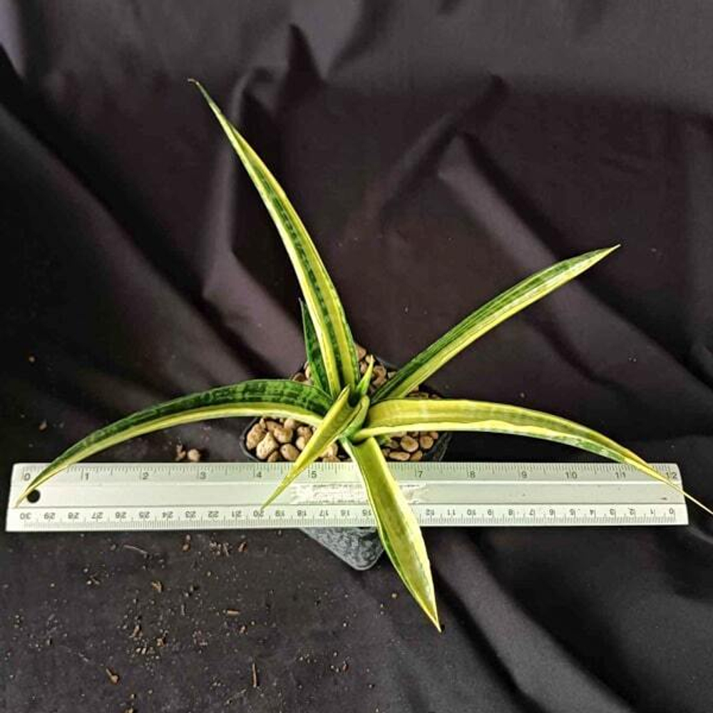 Сансевиерия CORDOVA GIANT VAR