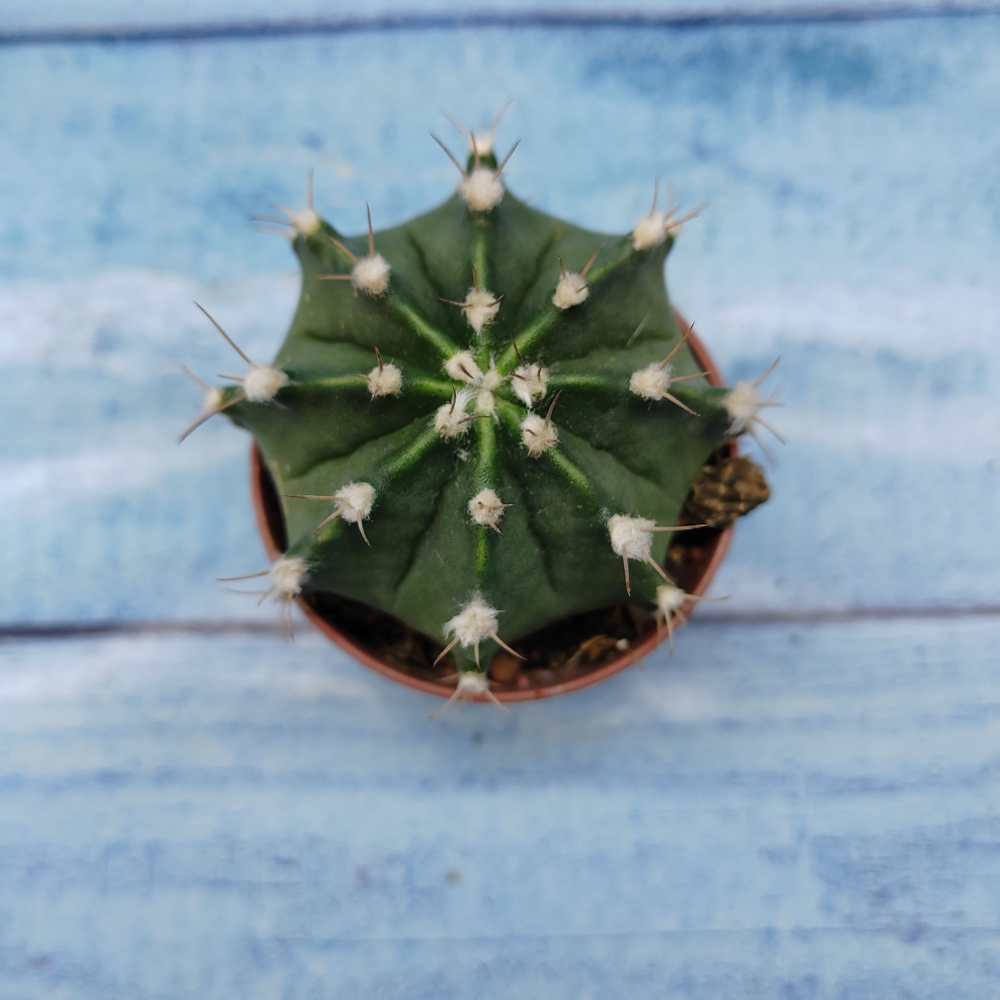 Gymnocalycium Friedrichii (Гимнокалициум)
