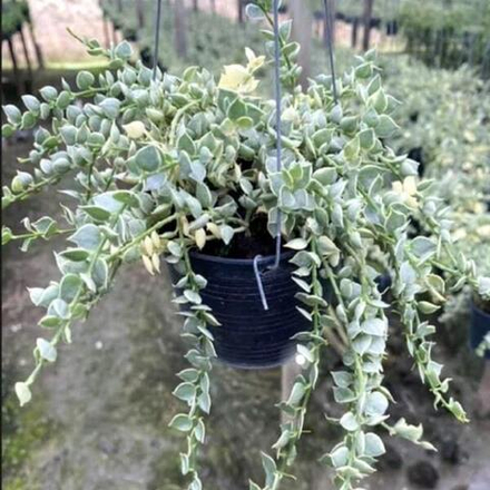 Дисхидия RUSCIFOLIA