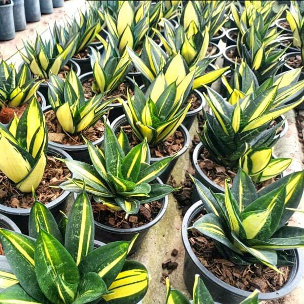 Сансевиерия HAHNII SIAM TOWER