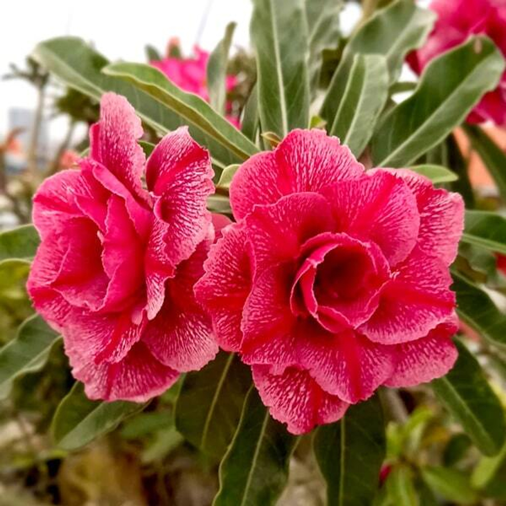 Адениум WAN ANGKHAN – TUESDAY