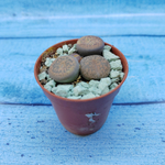 Lithops sp. (Литопсы)