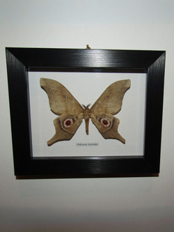 Бабочка Imbrasia truncata в рамке