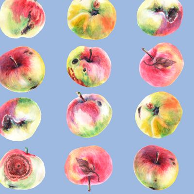 Яблоки на голубом фоне