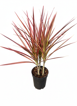 Драцена узколистная Seven-Color Iron д.12