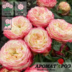 Эппл Джек (Apple Jack)