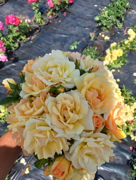 HANSESTADT ROSTOCK (Ханзештадт Росток)