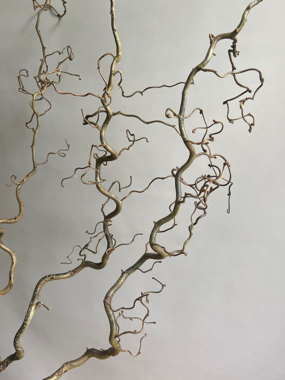 Корилус 140 см