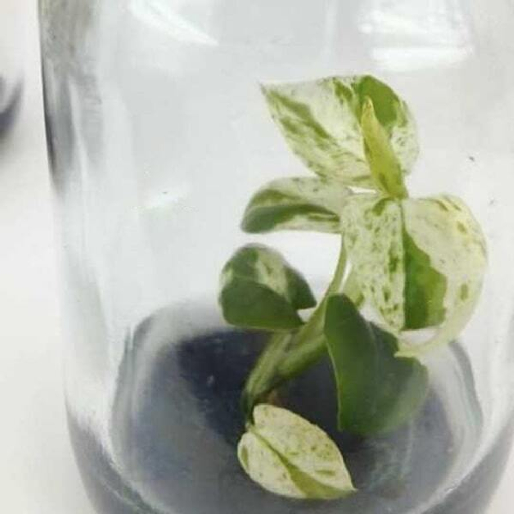 Эпипремнум Pinnatum Marble Var. клон