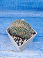 Mammillaria Spinosissima cristata (Маммиллярия)