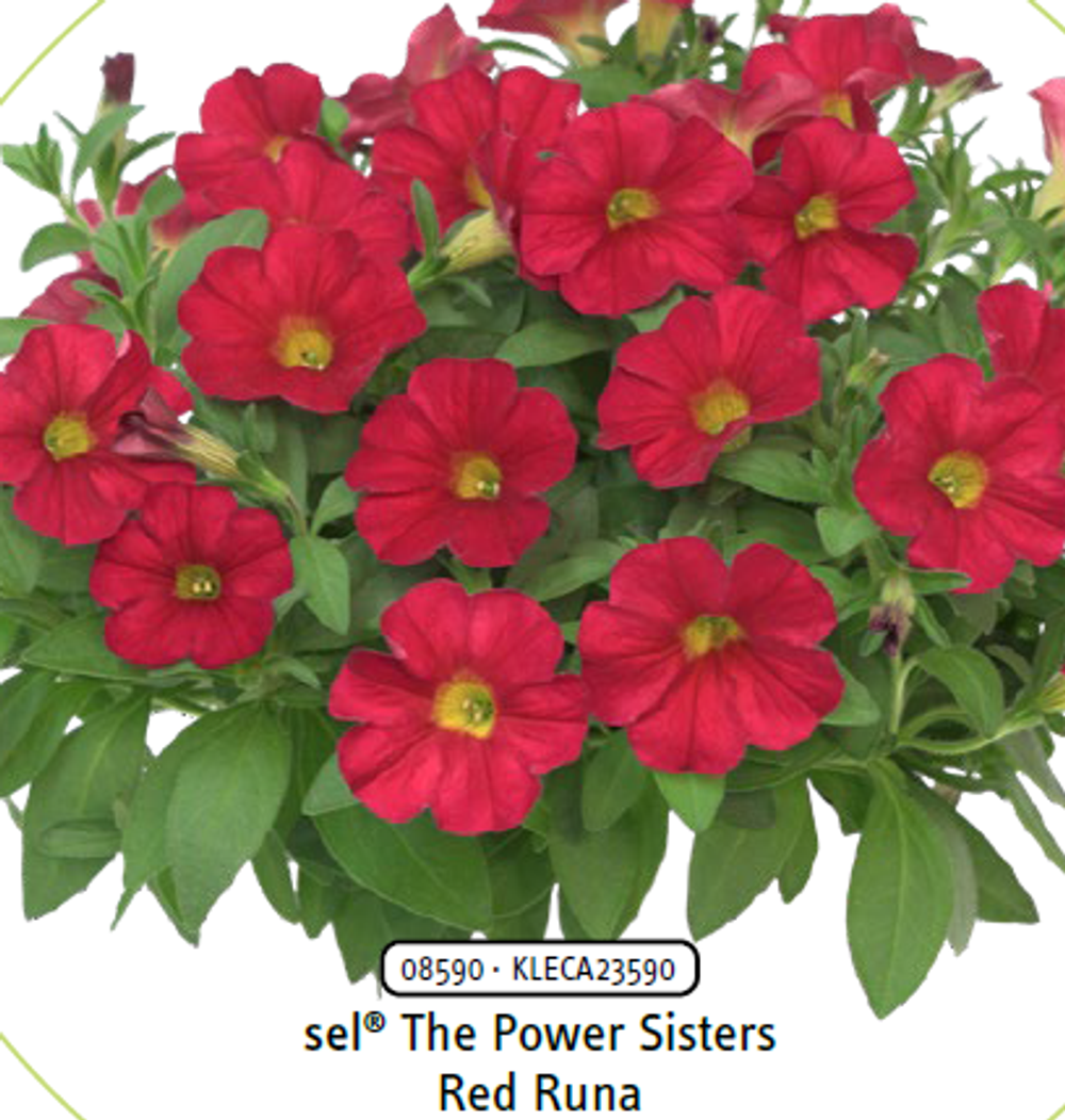 ЕВРО Петхоа ампельная Red Runa укорененный черенок ОКС