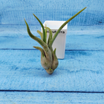 Tillandsia Caput Medusae (Тилландсия Голова Медузы)