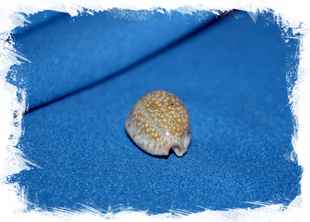 Ципрея океллата (Cypraea ocellata)