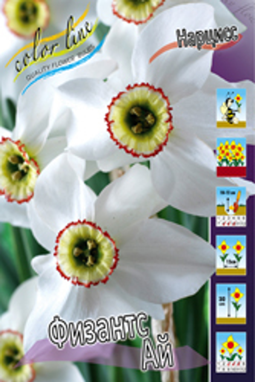 Нарцисс Физантс Ай (5 шт) Колор Лайн