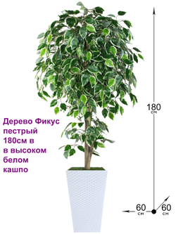 Искусственное дерево Фикус пестрый 180см в высоком белом кашпо ротанг