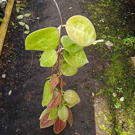 Хойя VITELLINA SP SUMBAWA