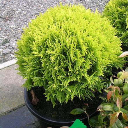 Туя западная Mirjam (Мириам) 25 см