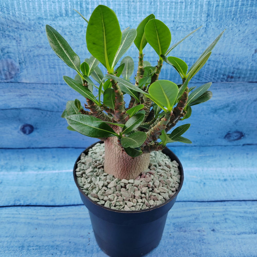 Adenium Baobab (Адениум)
