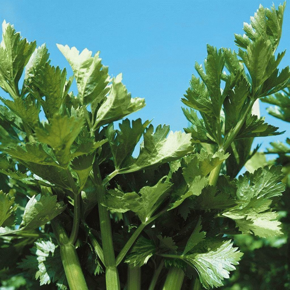 Сенеж семена сельдерея (Гавриш)