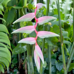 Геликония CHARTACEA SEXY PINK (Н105)