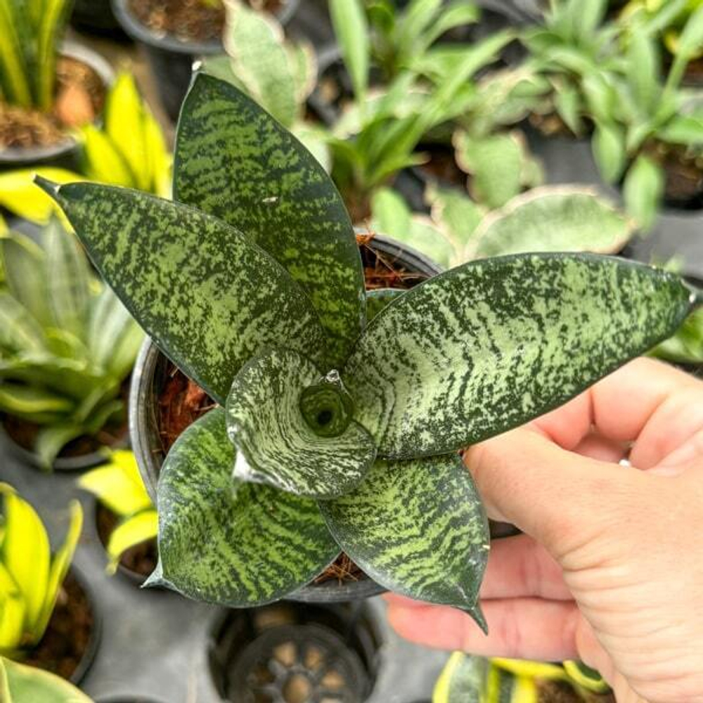 Сансевиерия MALACHITE