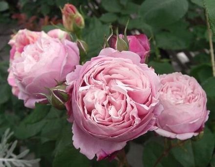 Дитер Мюллер