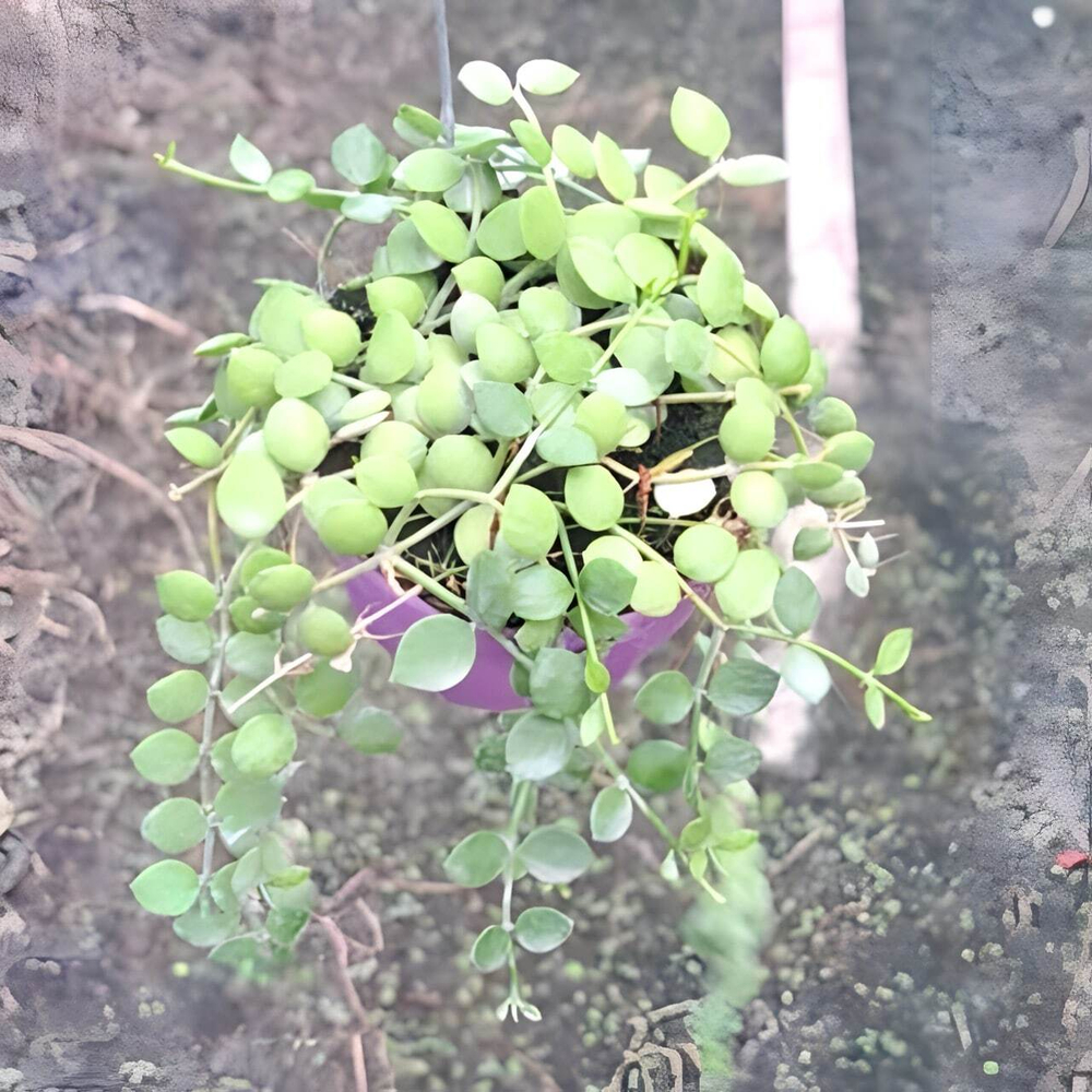 Дисхидия NUMMULARIA GREEN