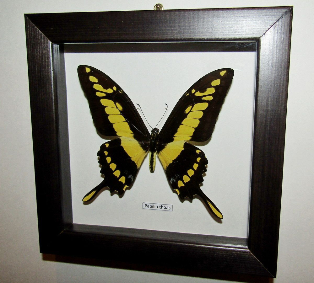 Бабочка Papilio thoas в рамке