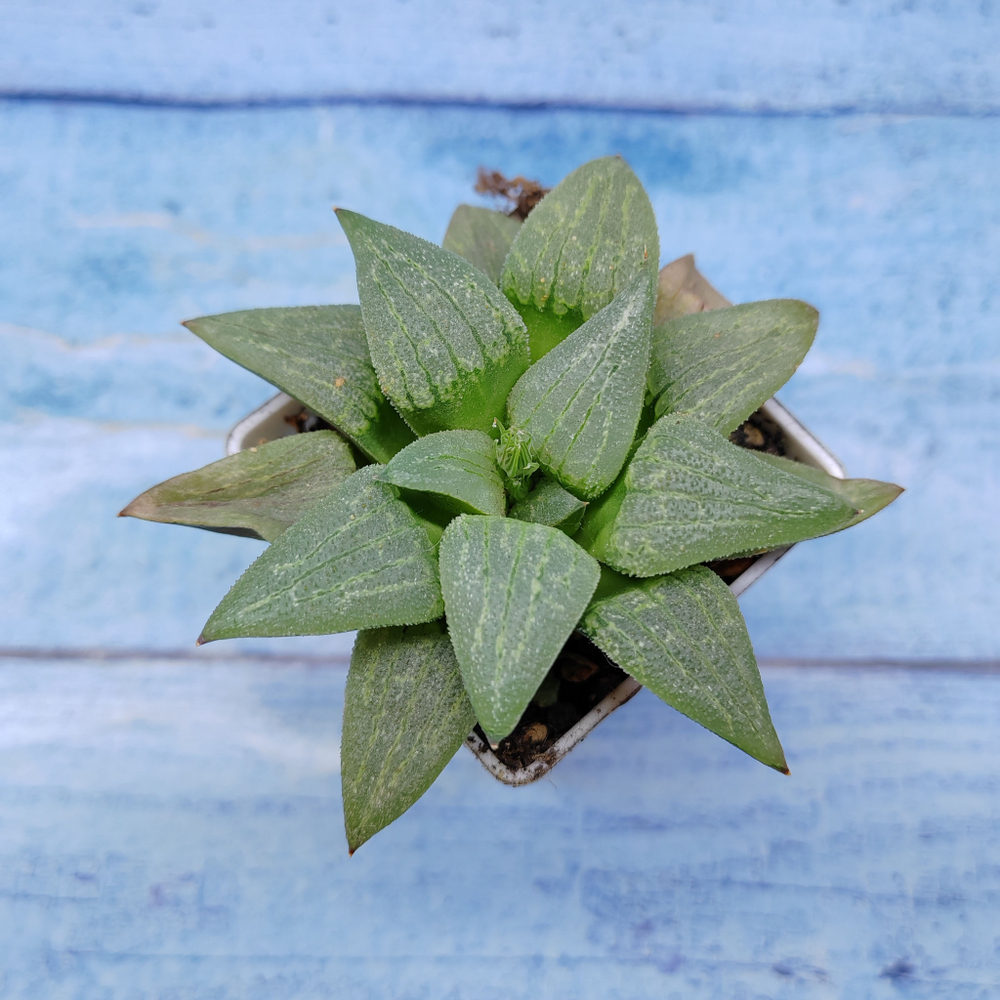 Haworthia Comptoniana Hybride hybrid (Хавортия)