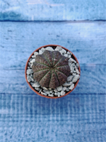 Суккулент Euphorbia Obesa (Эуфорбия)