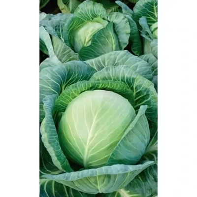 Семена Капуста белокочанная Коломенская (УД) 0,3гр Е/П