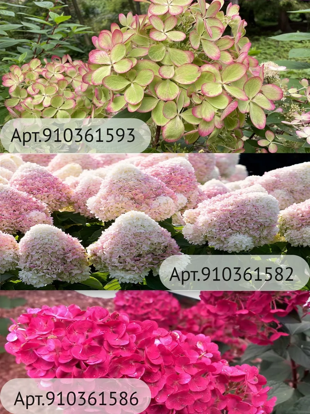 Меджикал Кэндл гортензия метельчатая