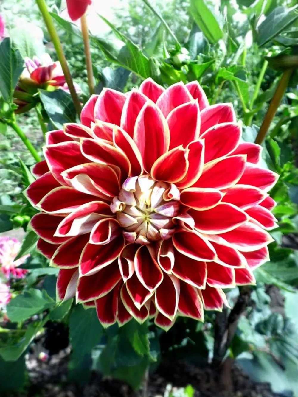 Георгин декоративный Максим