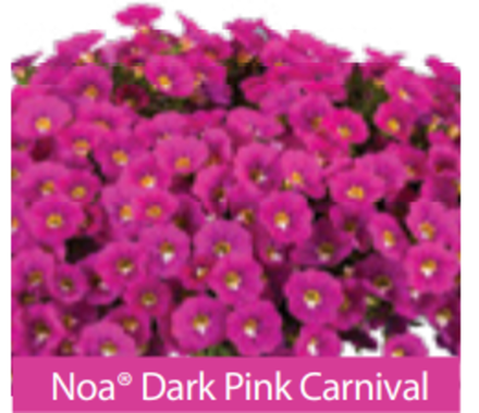 ЕВРО Калибрахоа Noa Dark Pink Carnival ОКС укорененные черенки В наличии