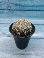 Astrophytum Asterias (Астрофитум)