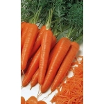 Семена Морковь Тушон (Марс) Б/П