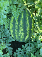 Хилон F1 семена арбуза ( Yuksel Tohum / )