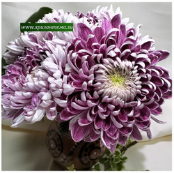 Glbert leigh purple ☘ о.74 (нет в наличии)