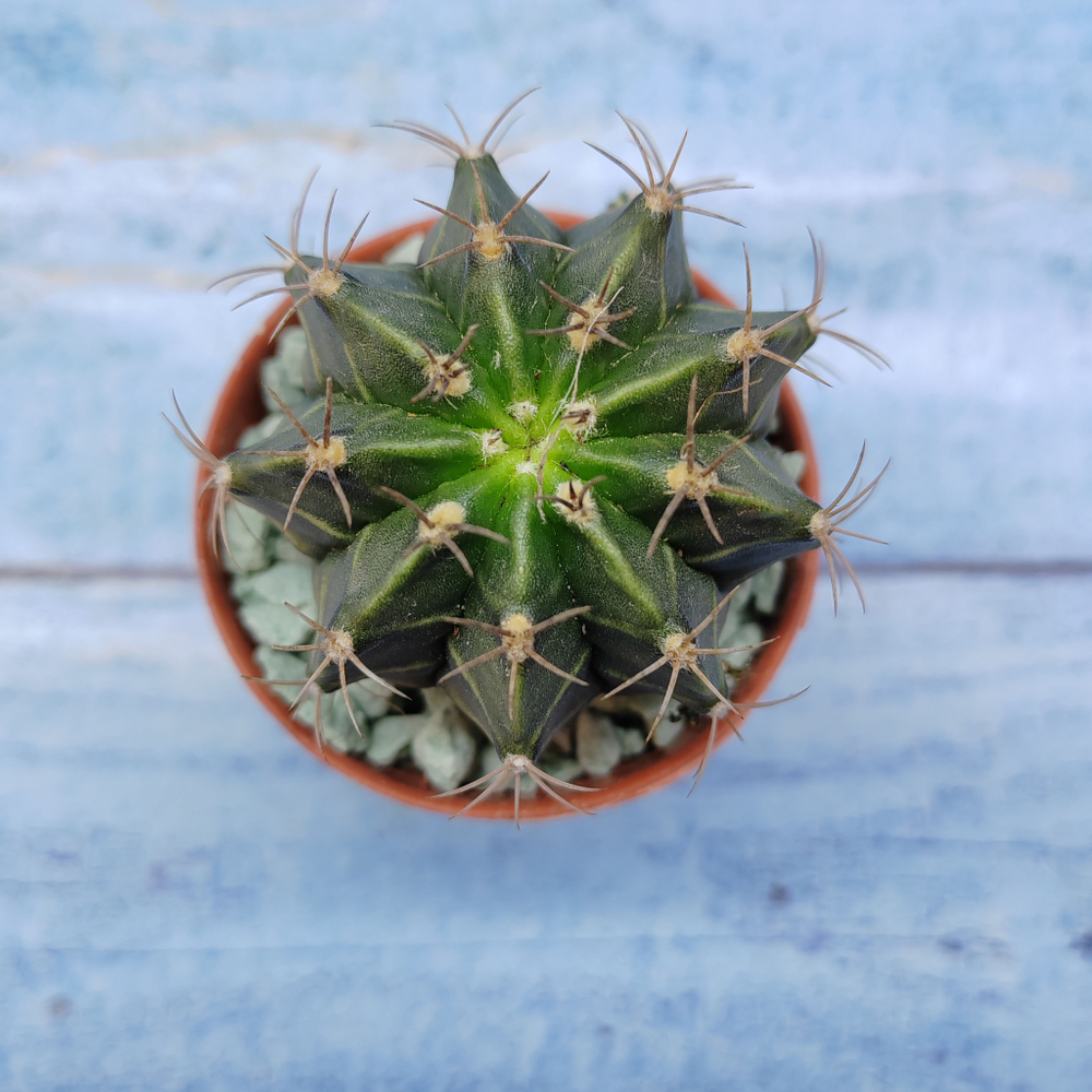 Gymnocalycium Friedrichii (Гимнокалициум)