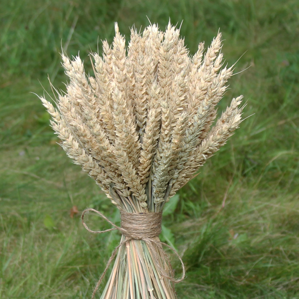 Букет сухоцветов Пшеницы 45х25 см