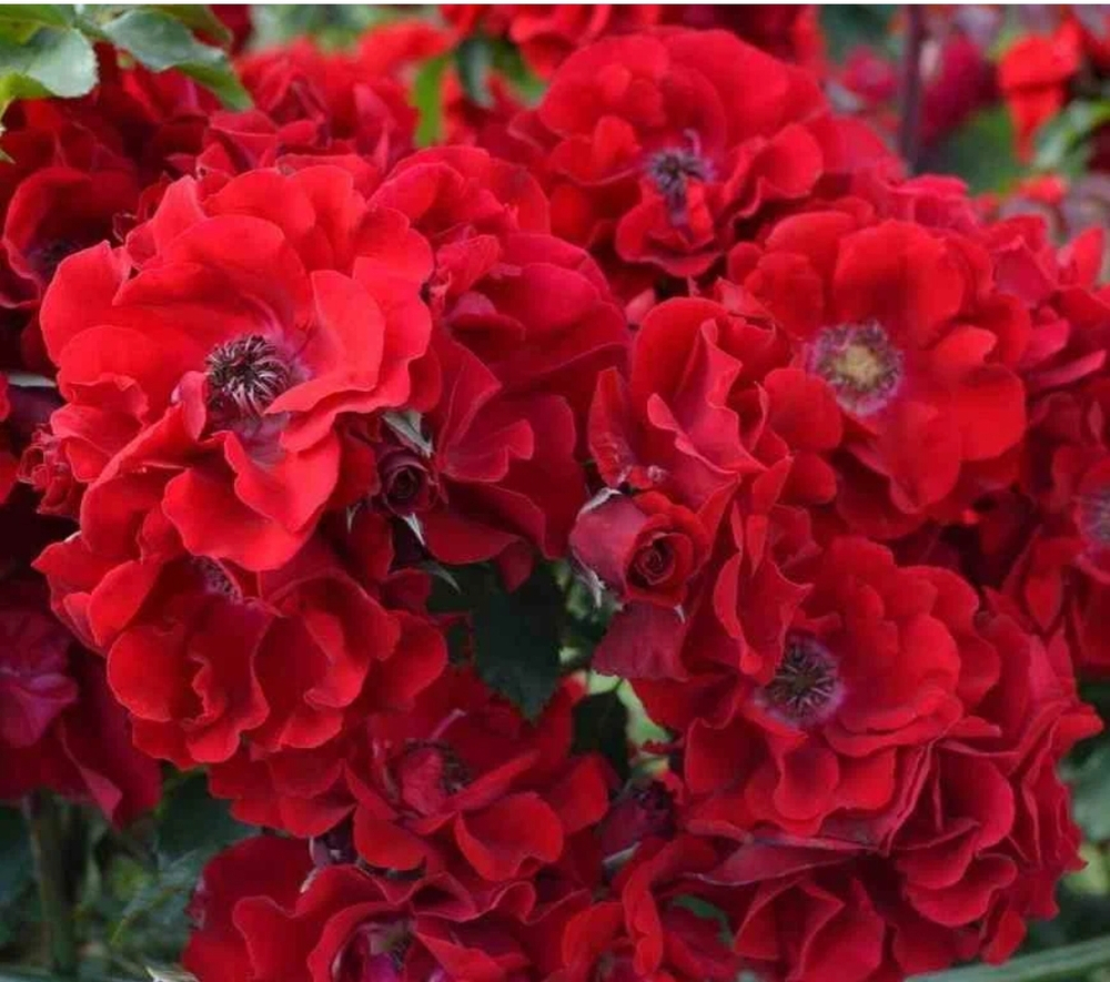 Ротер Корсар (Roter Korsar)