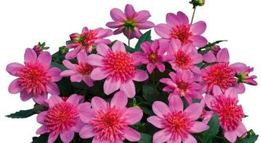 17139 Георгин DALAYA MAXI PINK STARBURST